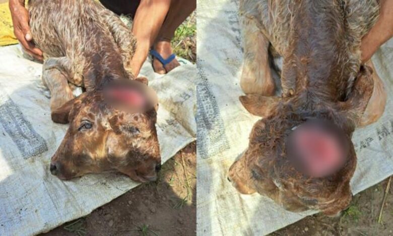 Penduduk serbu rumah, mahu lihat anak lembu kepala dua