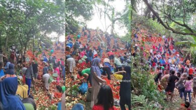Misteri beribu-ribu bawang merah di lereng bukit [VIDEO]
