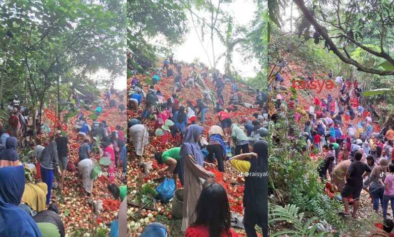 Misteri beribu-ribu bawang merah di lereng bukit [VIDEO]