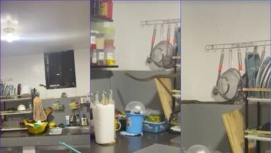 Ular tedung menyusup dalam dapur