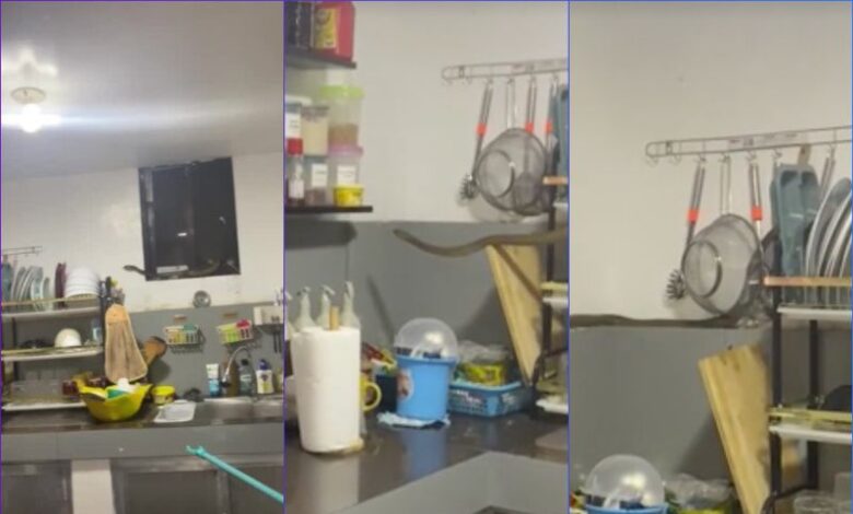 Ular tedung menyusup dalam dapur