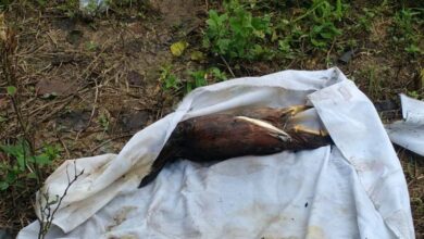 Kecoh kain kafan di tanah kubur didakwa berisi bayi