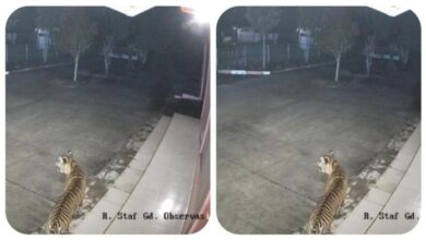 Harimau berkeliaran di pejabat agensi kerajaan