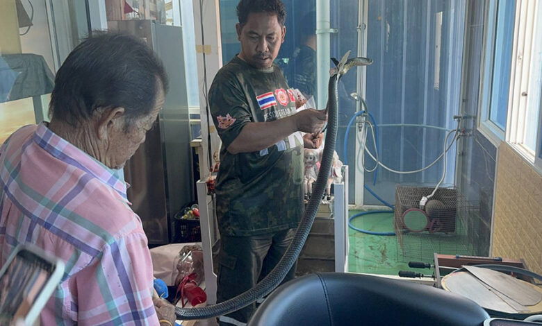 Sempat telefon nenek sebelum maut dipatuk ‘king cobra’