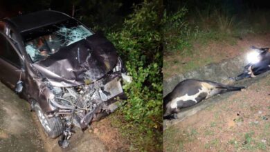 Bayi 11 bulan maut dalam pangkuan ibu selepas kereta langgar lembu