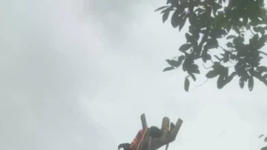 Firemen rescue man trapped by fallen rambutan tree branch