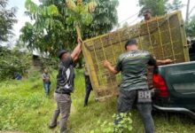 Beruang rosak tanaman, ternakan madu kelulut