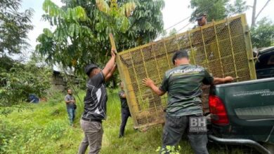 Beruang rosak tanaman, ternakan madu kelulut