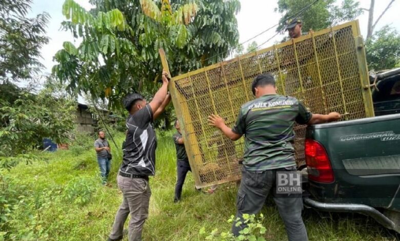 Beruang rosak tanaman, ternakan madu kelulut