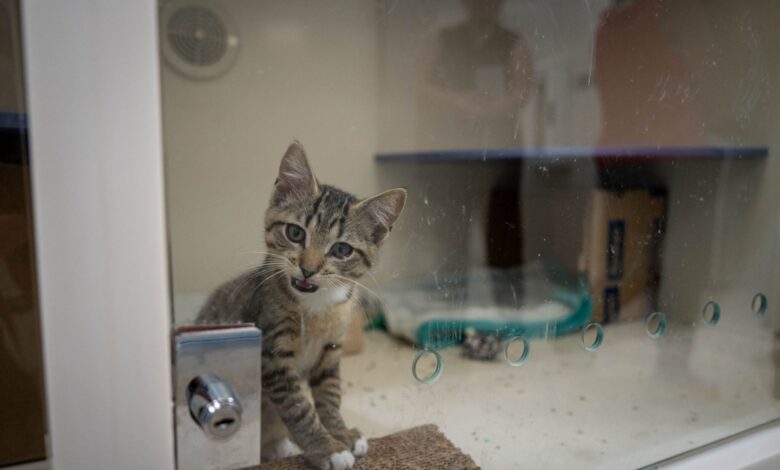 Lelaki disyaki letak anak kucing dalam ‘microwave’
