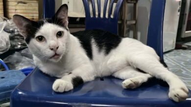 ﻿​_Angkara kucing, sanggup acu senjata pada jiran