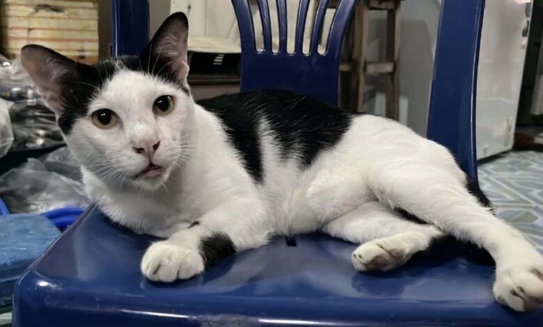 ﻿​_Angkara kucing, sanggup acu senjata pada jiran