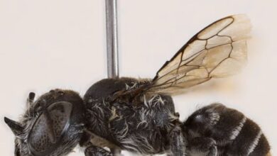 Saintis temui lebah betina miliki dua tanduk