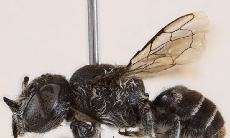 Saintis temui lebah betina miliki dua tanduk