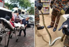 Pekerja farmasi digigit ular sawa ketika guna tandas