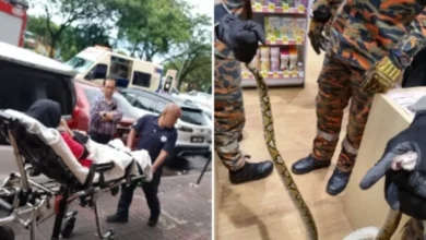 Pekerja farmasi digigit ular sawa ketika guna tandas