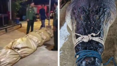 Jumpa cebisan TV, pisau dalam perut buaya