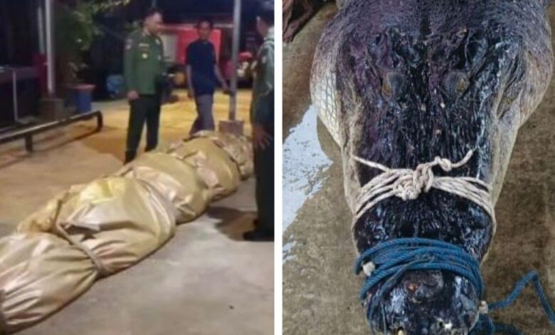 Jumpa cebisan TV, pisau dalam perut buaya