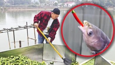 Pemilik kolam beri ikan makan 5,000 kilogram cili