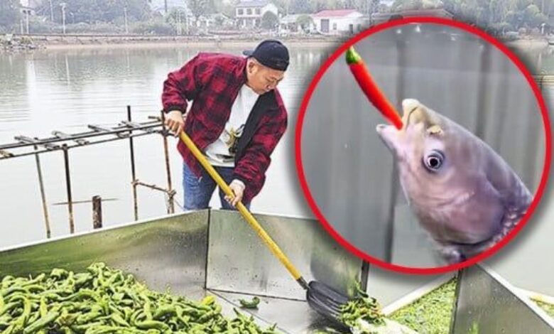 Pemilik kolam beri ikan makan 5,000 kilogram cili