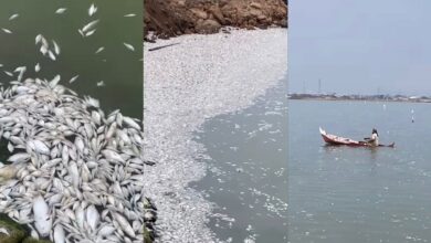 Puluhan ribu ikan timbul di permukaan laut