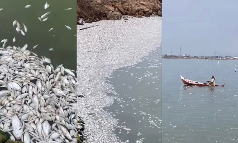 Puluhan ribu ikan timbul di permukaan laut