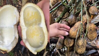 Lelaki jumpa kacang tanah sebesar tapak tangan