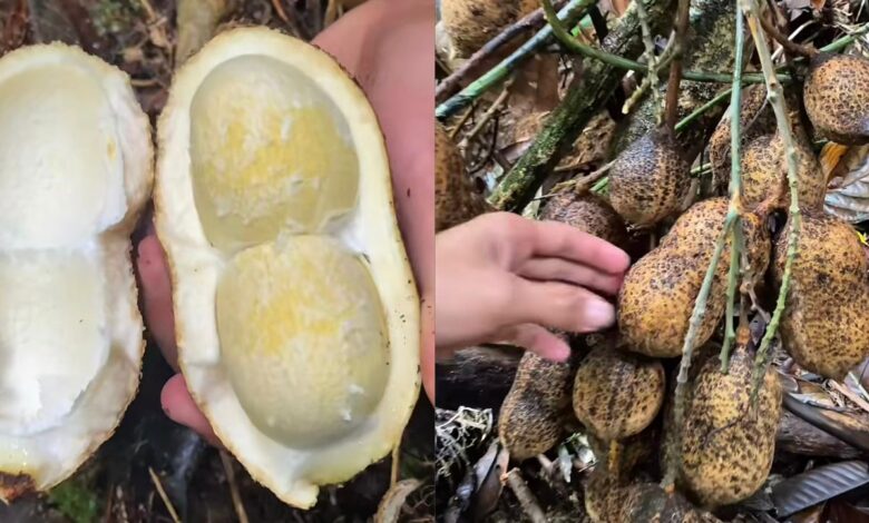 Lelaki jumpa kacang tanah sebesar tapak tangan