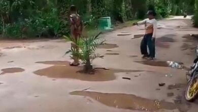 Penduduk tanam pokok kelapa sawit di tengah jalan