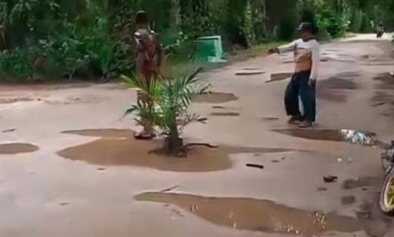 Penduduk tanam pokok kelapa sawit di tengah jalan
