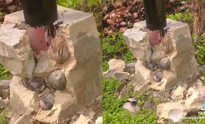 Buah kelapa punca tiang elektrik tumbang