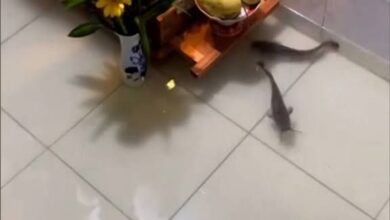 Ikan keli ‘menyerah’ masuk rumah