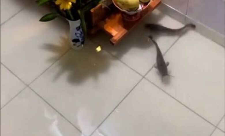 Ikan keli ‘menyerah’ masuk rumah