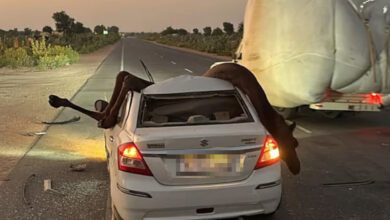 Unta hempap kereta selepas berlanggar