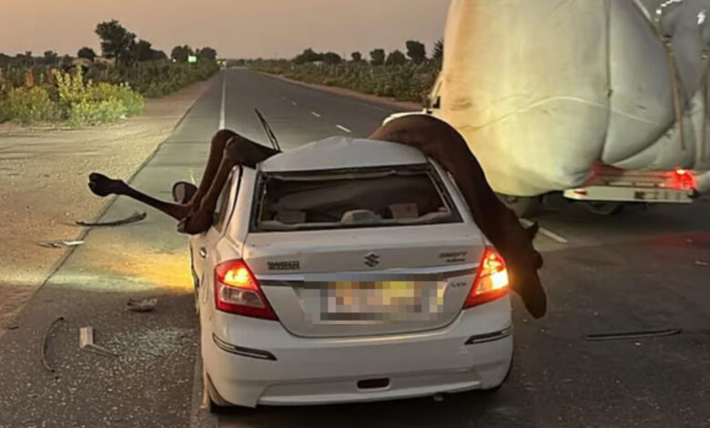 Unta hempap kereta selepas berlanggar