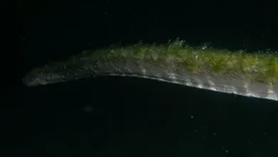 Ular purba muncul di Pulau Komodo