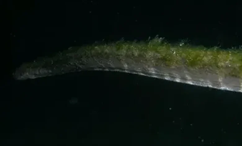 Ular purba muncul di Pulau Komodo