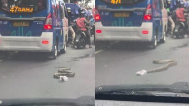 Ramai kesian tapi takut lihat ular sawa ‘berselubung’ plastik