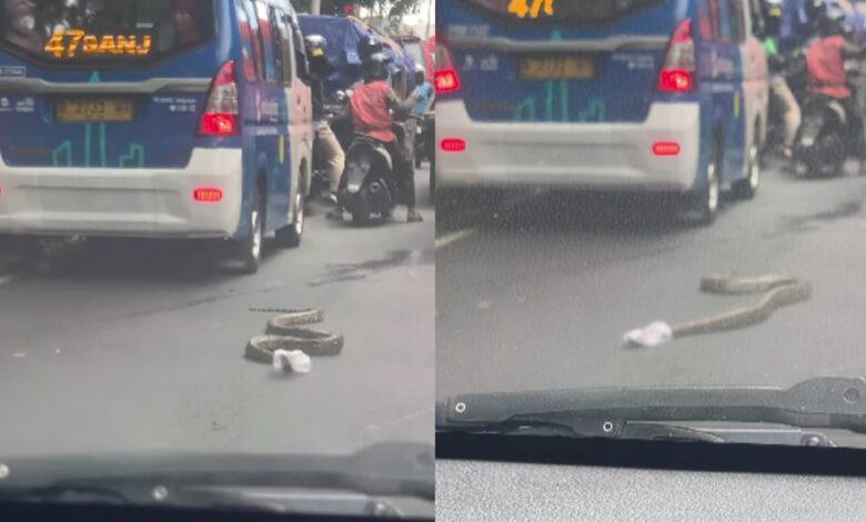 Ramai kesian tapi takut lihat ular sawa ‘berselubung’ plastik