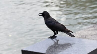 Warga emas bebaskan burung gagak berdepan penjara 10 tahun