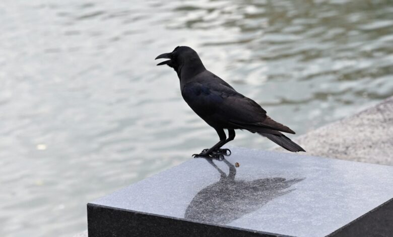Warga emas bebaskan burung gagak berdepan penjara 10 tahun