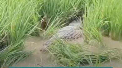 Buaya gergasi intai mangsa di sawah padi