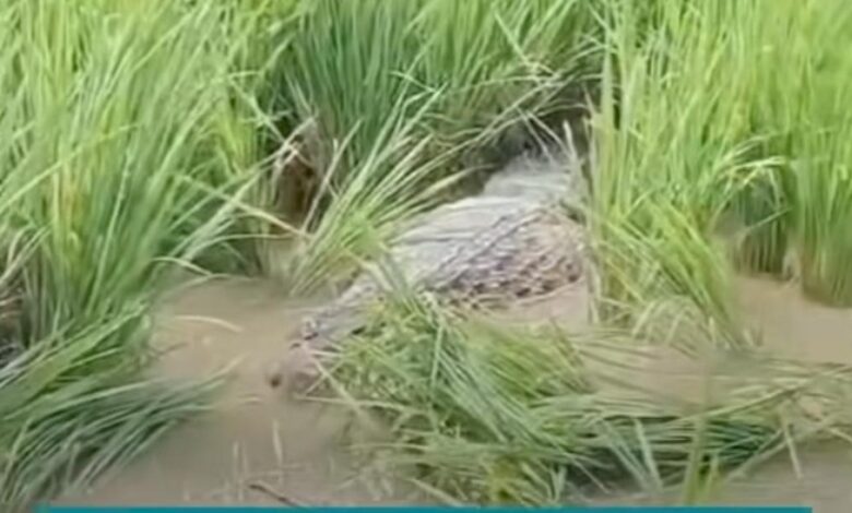 Buaya gergasi intai mangsa di sawah padi