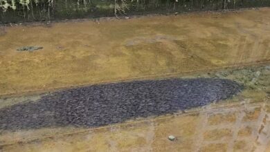 Objek hitam besar rupanya ribuan ikan belukang