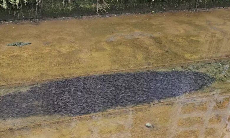 Objek hitam besar rupanya ribuan ikan belukang