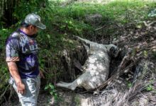 Penduduk Bukit Bangkong bimbang, harimau disyaki serang ternakan