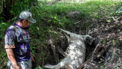 Penduduk Bukit Bangkong bimbang, harimau disyaki serang ternakan
