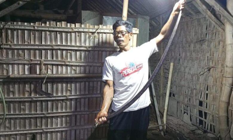 Ular tedung eram 20 telur bawah kandang kambing