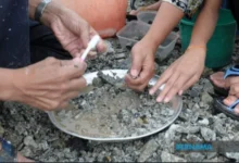 Licensed gold panners in Kelantan can start panning from Jan 21