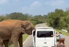 Mana cukup, gajah cabut pintu van minta makanan